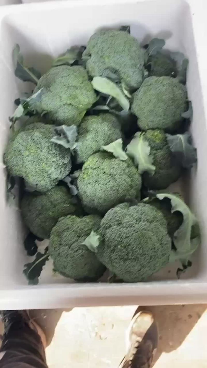东台西兰花耐寒优全年有货价格实在保证质量欢迎老板联系新鲜