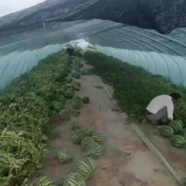 麒麟小西瓜