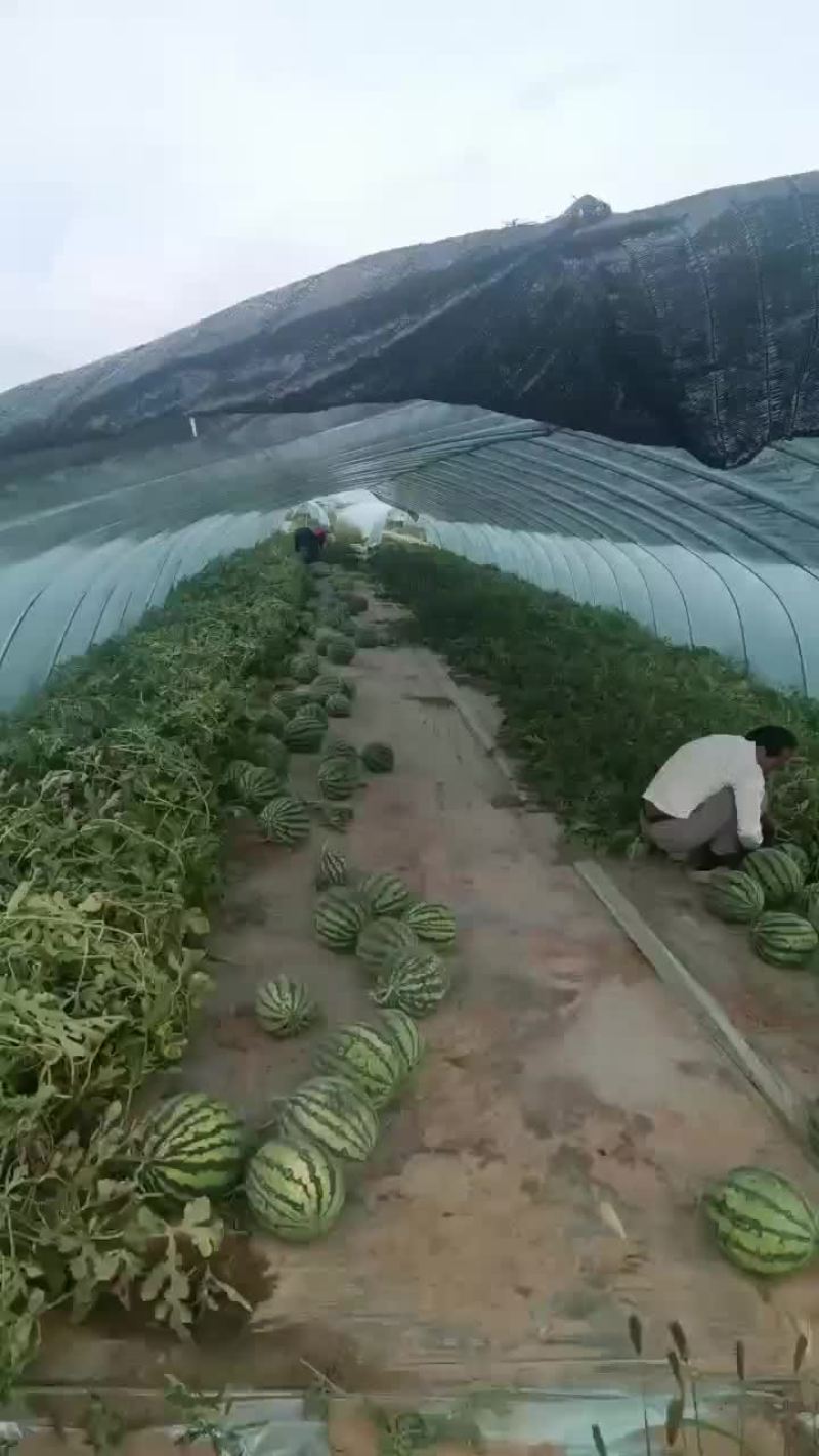 麒麟小西瓜