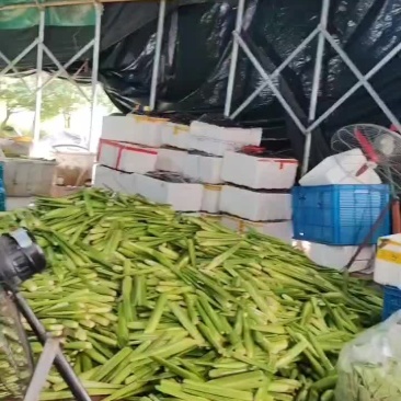 金华市磐安县高山单季茭