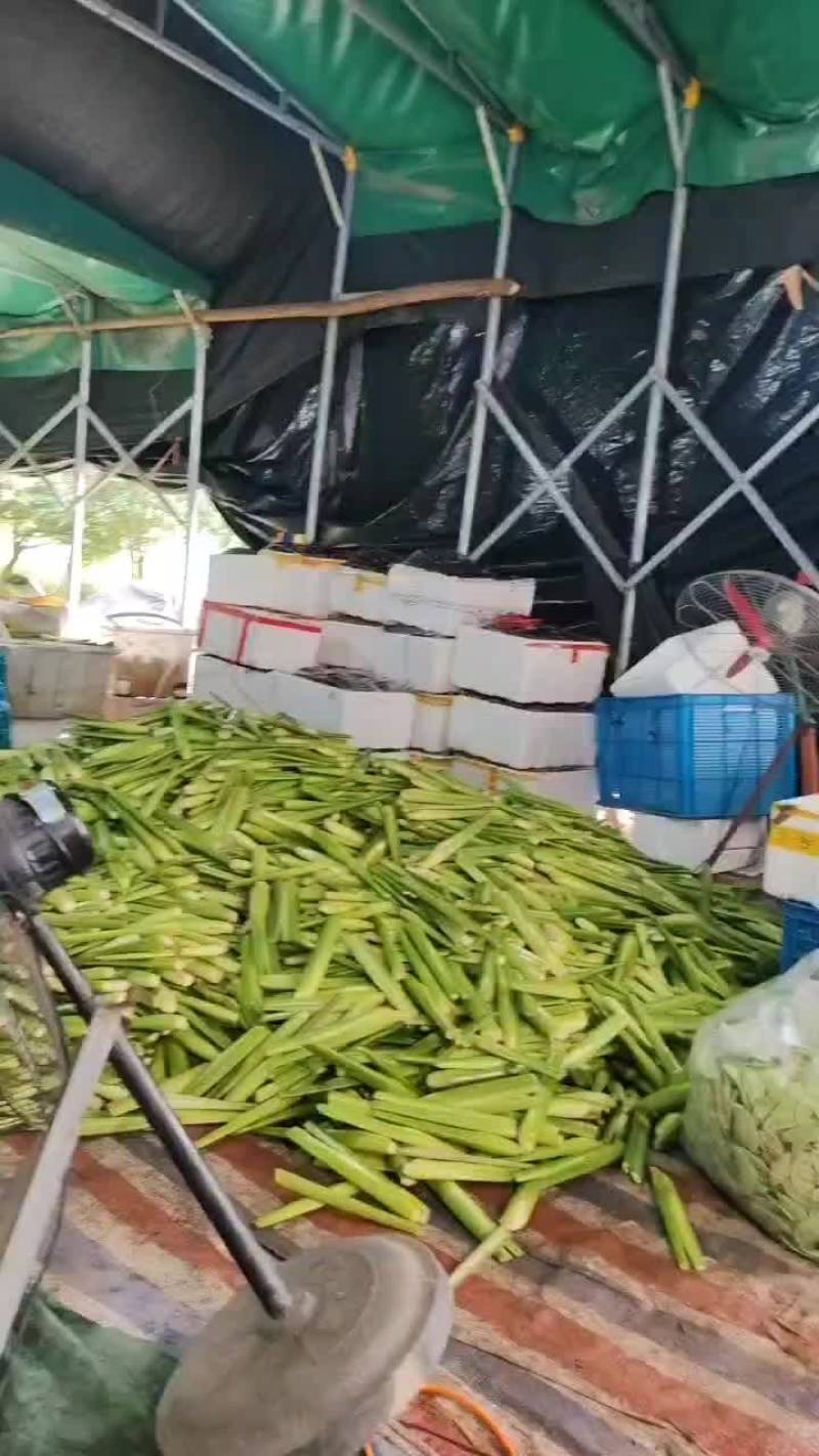 金华市磐安县高山单季茭
