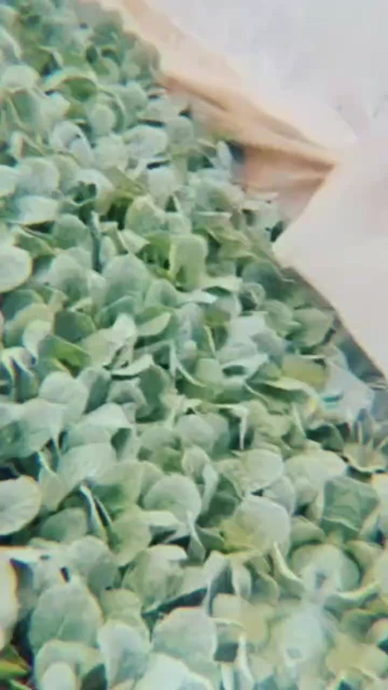 甘蓝苗正在发货中