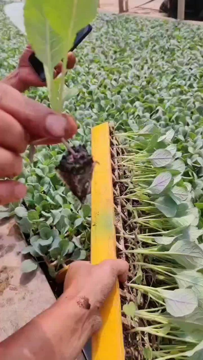 甘蓝苗正在发货中