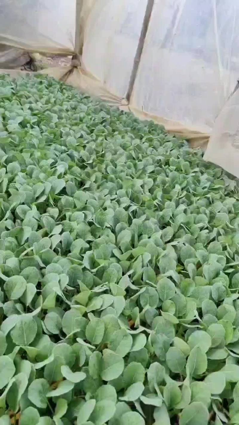 甘蓝苗正在发货中