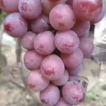 河北威县纸袋大量有货