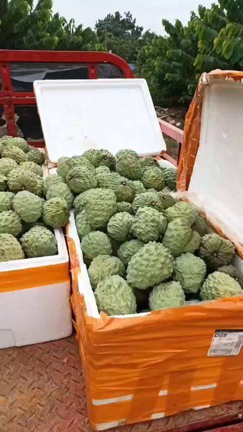 释迦果