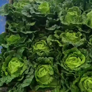 大白菜
