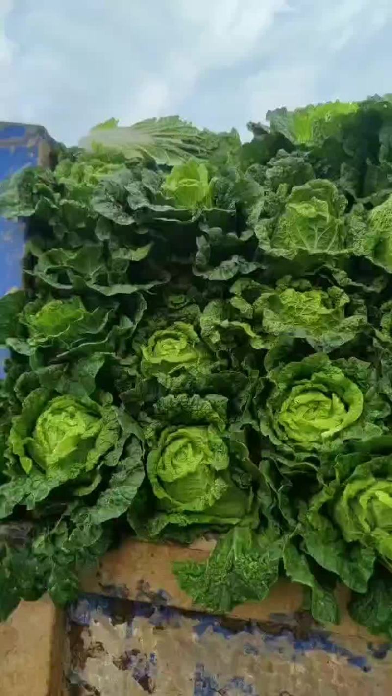 大白菜