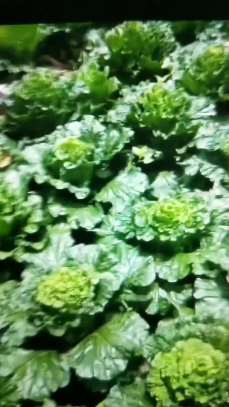 秋绿