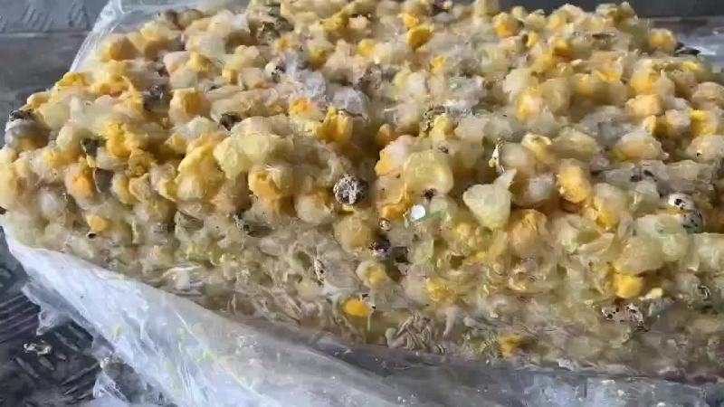 熟碎鹌鹑蛋