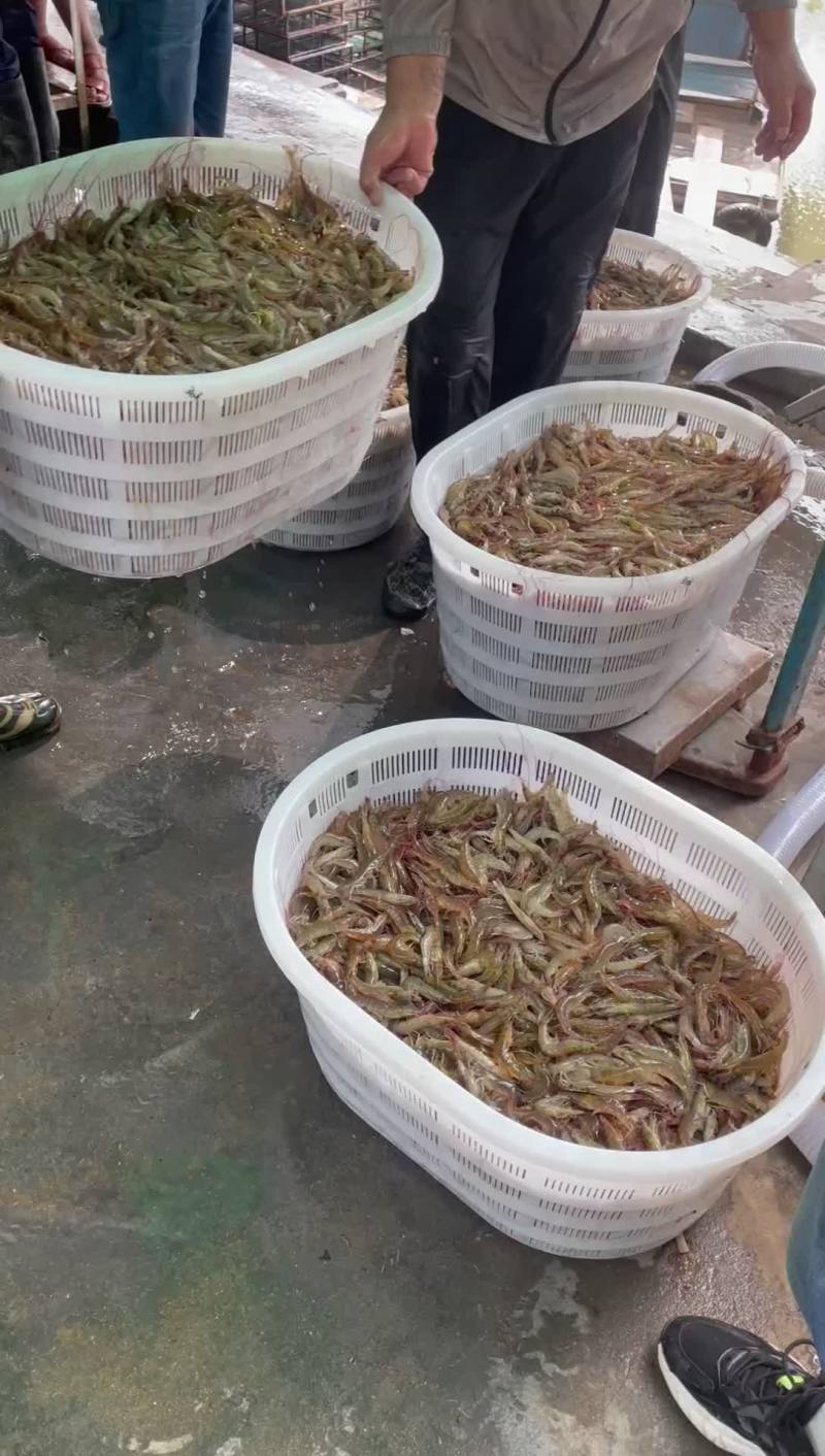 对虾，冰鲜