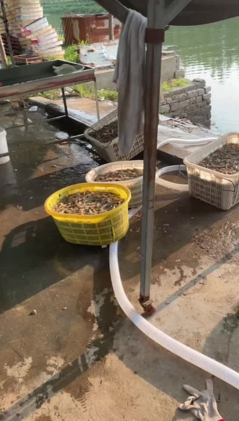 对虾，冰鲜
