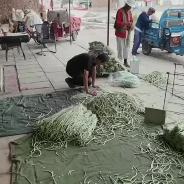豆角豇豆