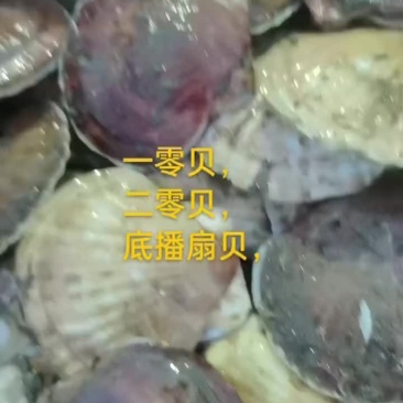 扇贝