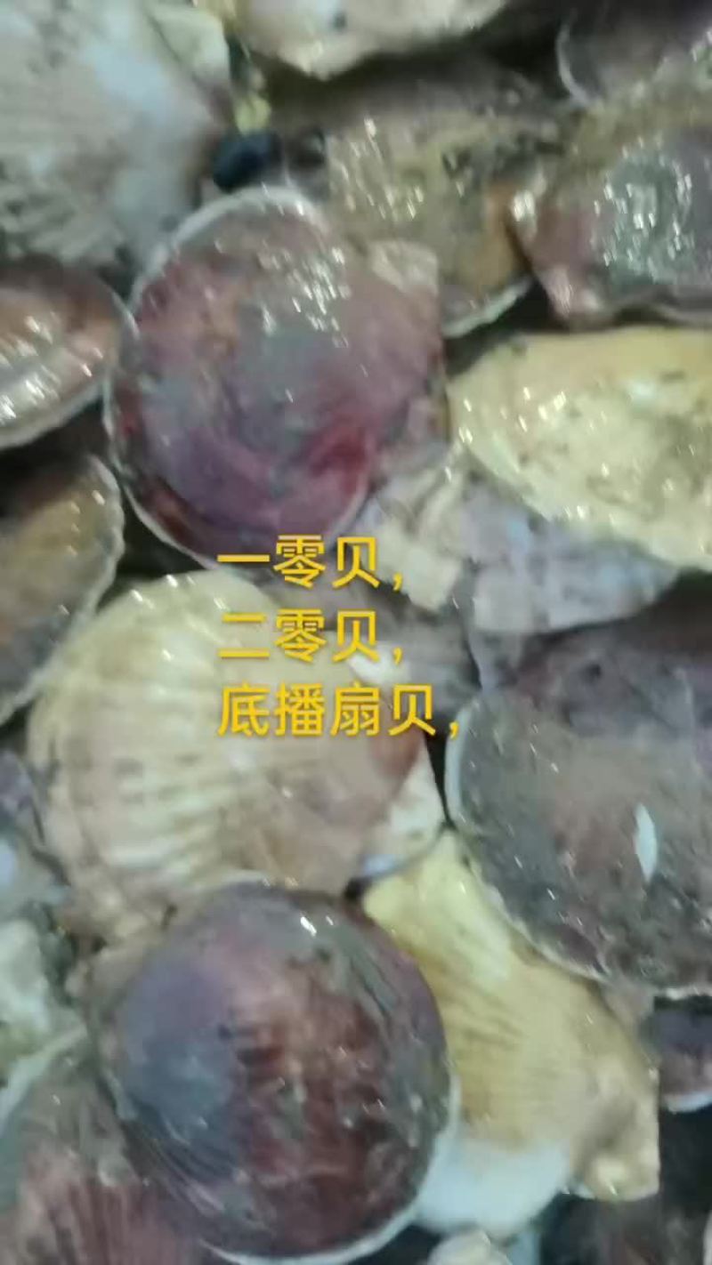 扇贝
