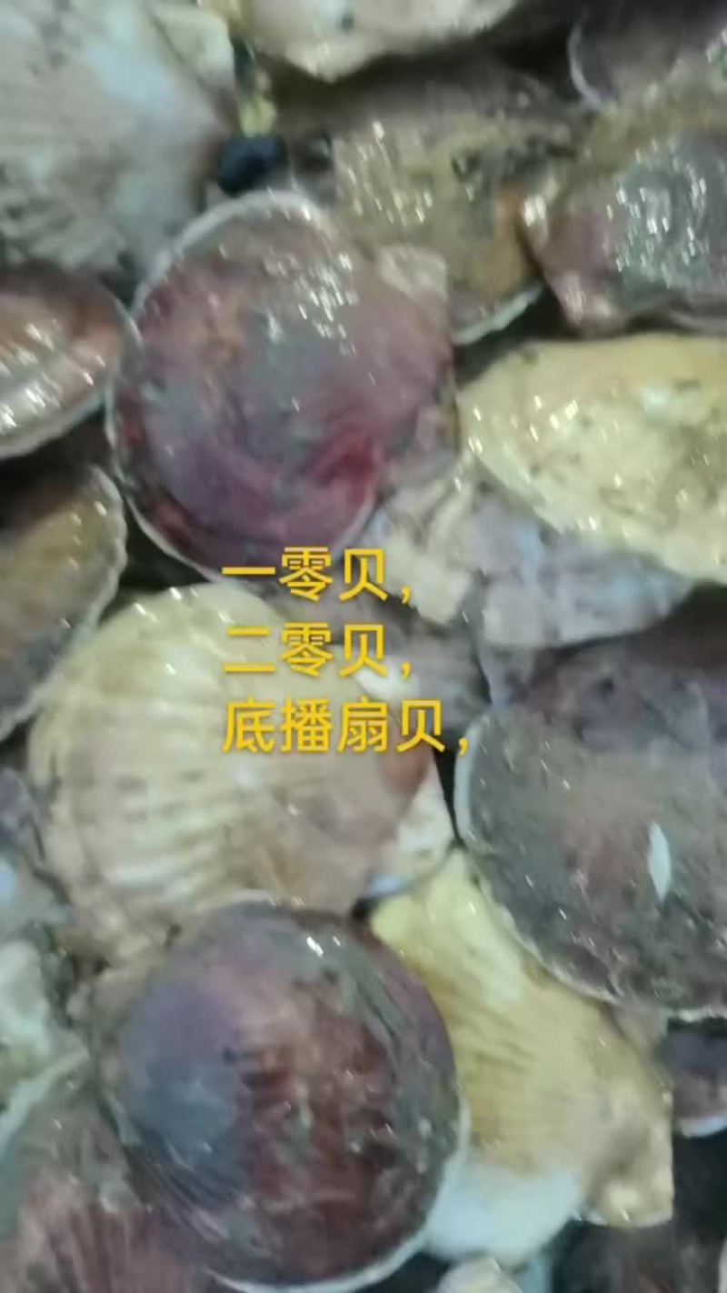 扇贝