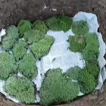 永生野生白发苔藓
