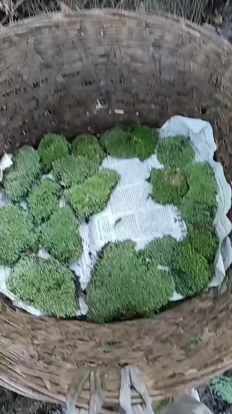 永生野生白发苔藓