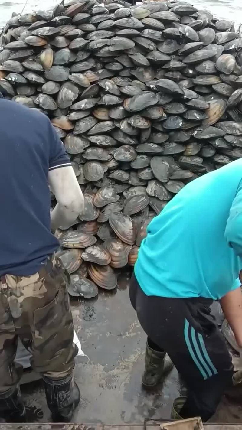 超大河蚌2毛