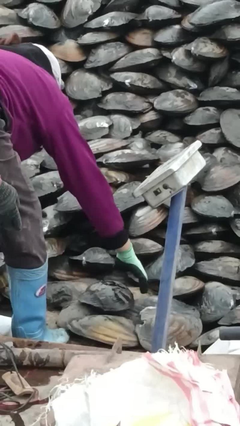 超大河蚌2毛