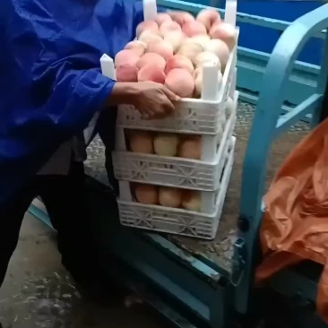 千亩桃园基地永连蜜桃大量上市中有需要联系我哦！？