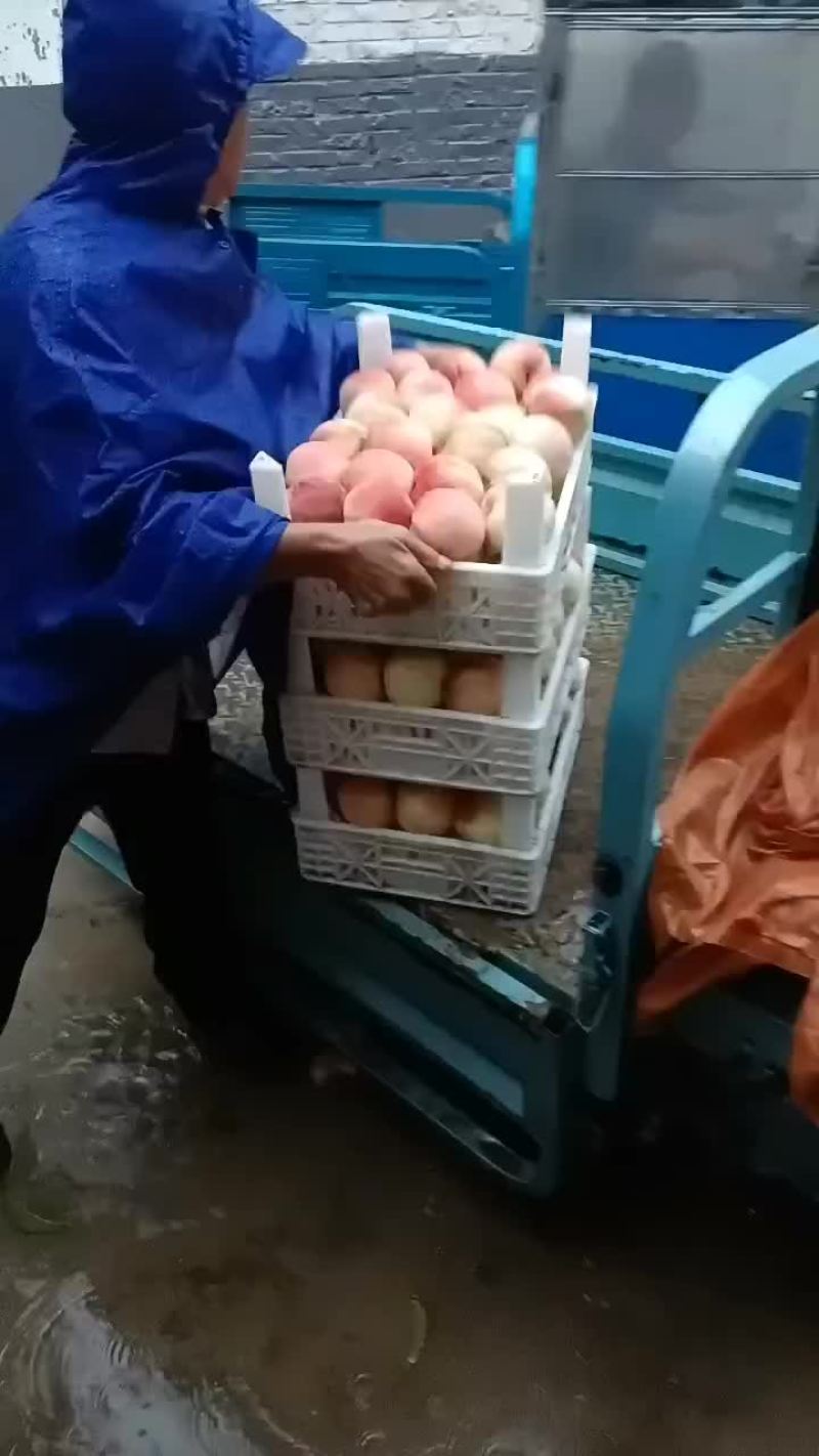 千亩桃园基地永连蜜桃大量上市中有需要联系我哦！？