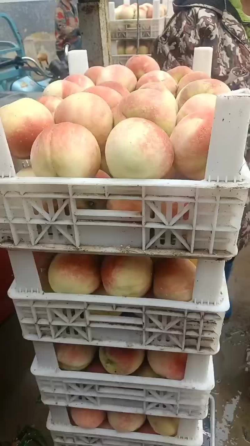 千亩桃园基地永连蜜桃大量上市中有需要联系我哦！？