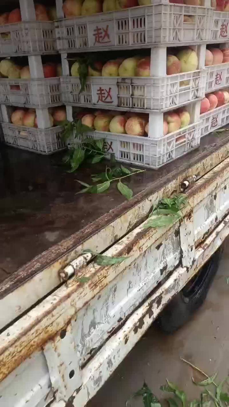 千亩桃园基地永连蜜桃大量上市中有需要联系我哦！？