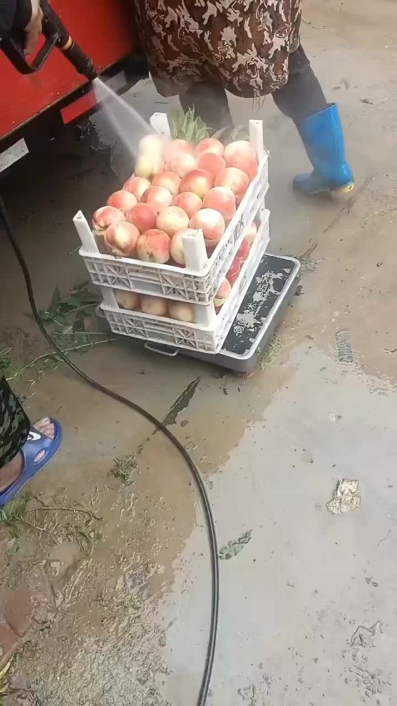 千亩桃园基地永连蜜桃大量上市中有需要联系我哦！？
