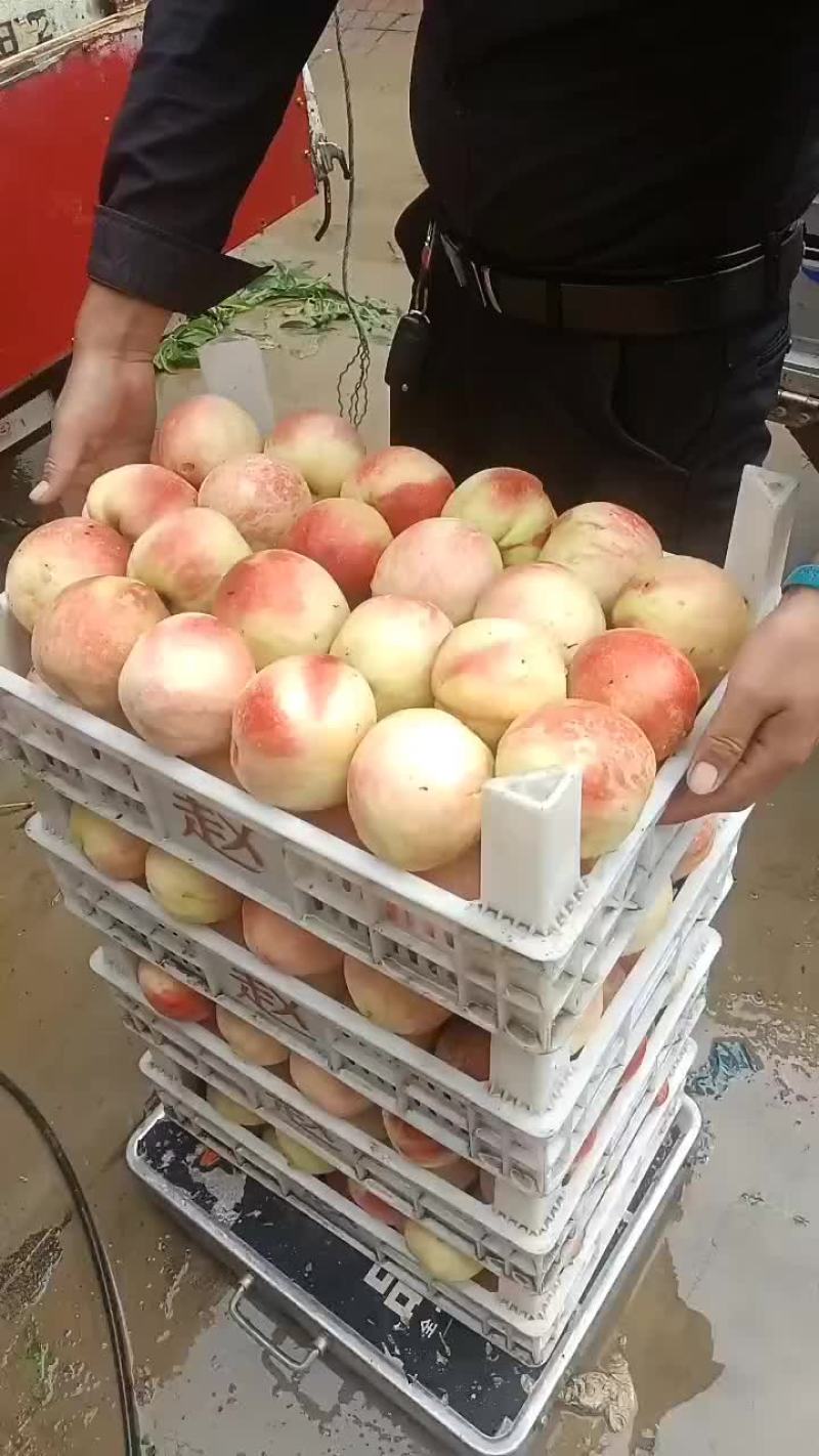 千亩桃园基地永连蜜桃大量上市中有需要联系我哦！？
