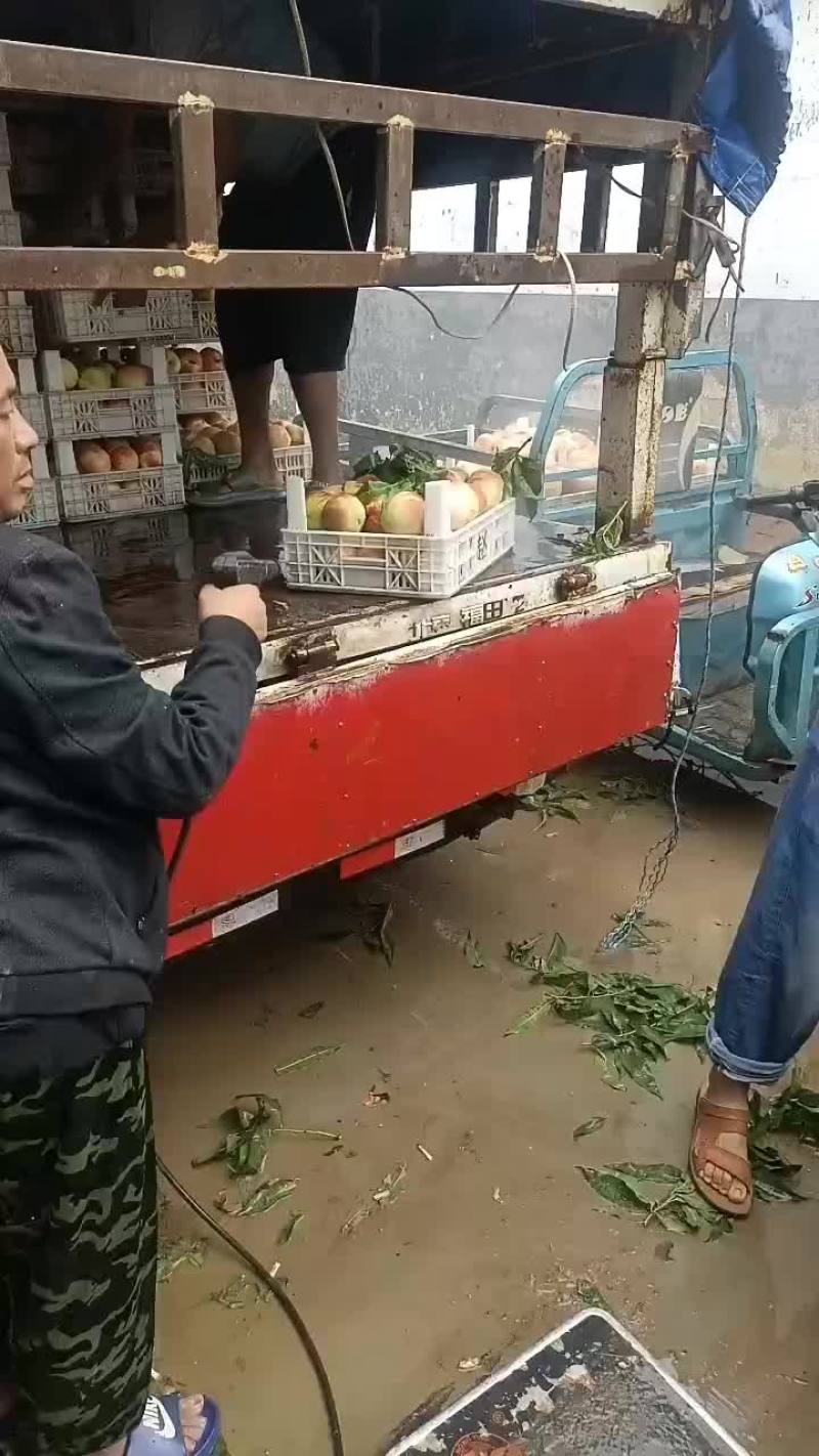 千亩桃园基地永连蜜桃大量上市中有需要联系我哦！？