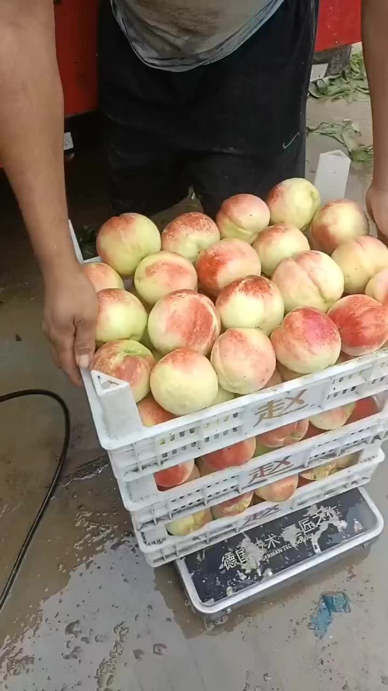 千亩桃园基地永连蜜桃大量上市中有需要联系我哦！？