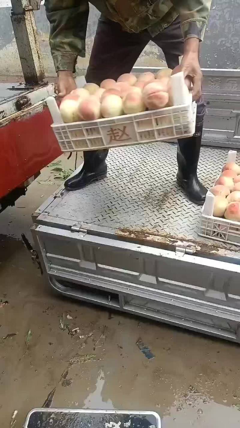 千亩桃园基地永连蜜桃大量上市中有需要联系我哦！？