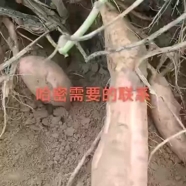 哈密冰糖心红薯