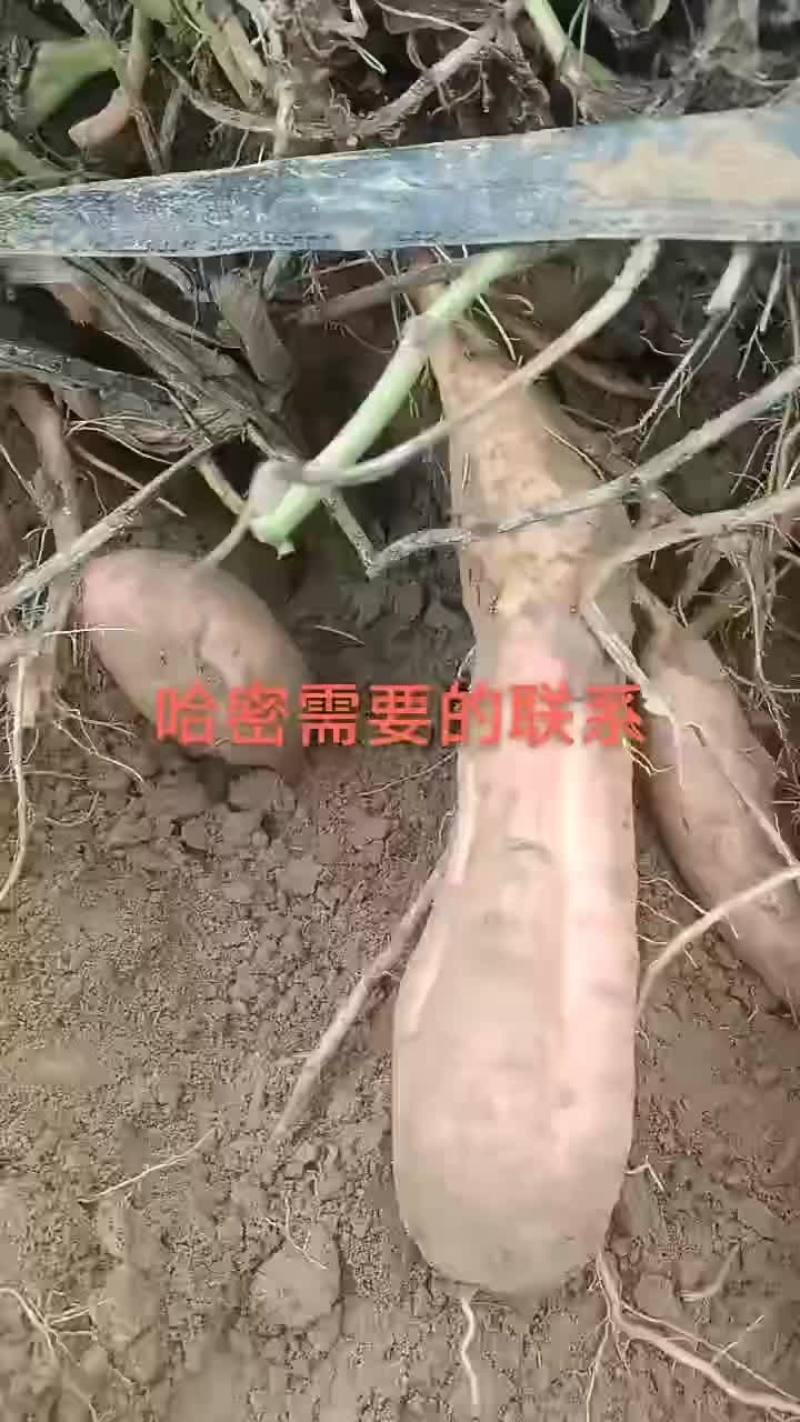 哈密冰糖心红薯