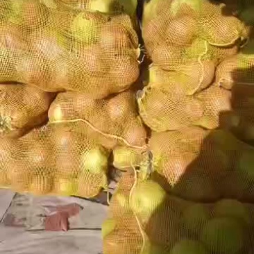 出售代收代存赵县大个雪花梨