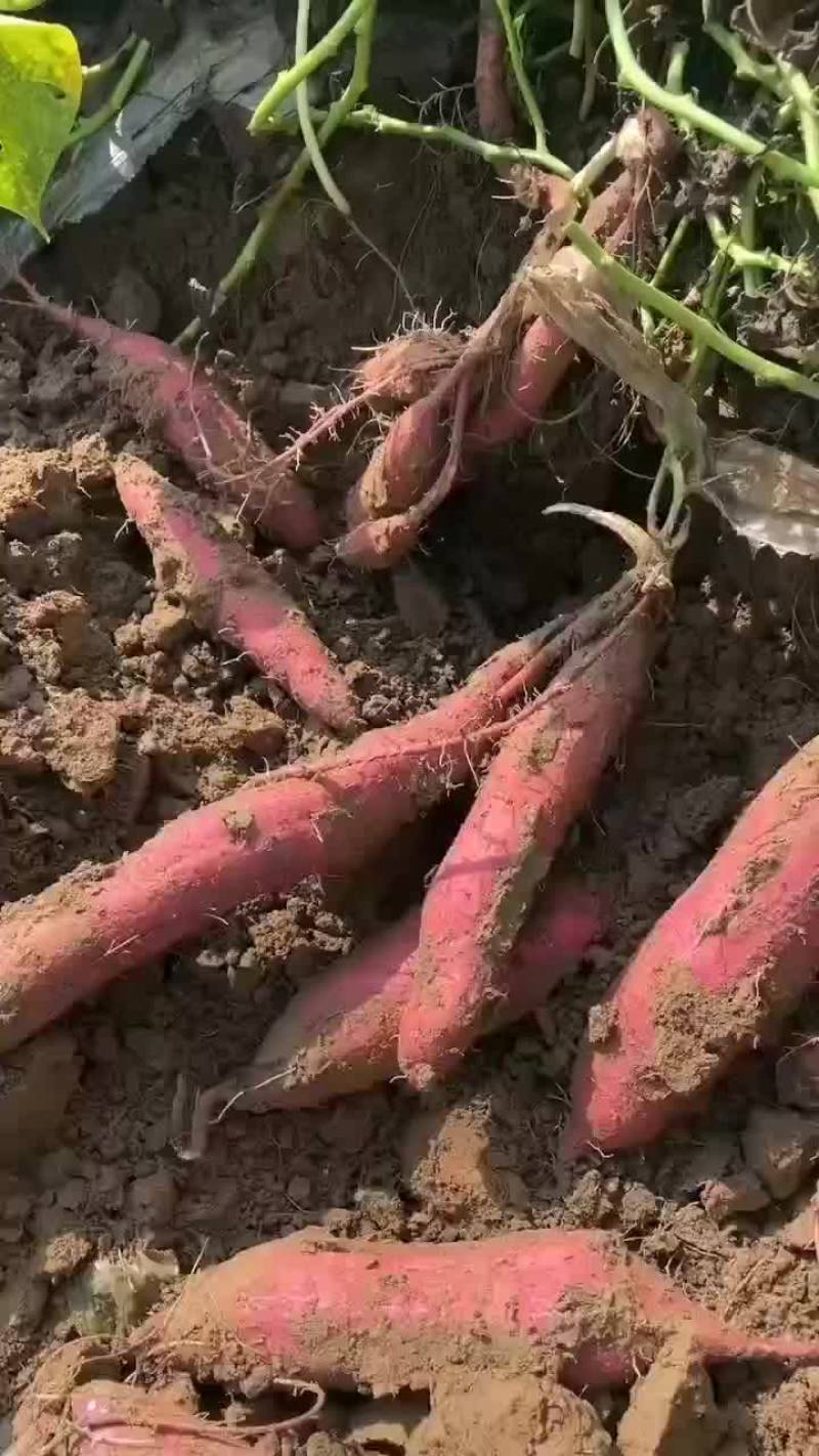 板栗红薯持续有货