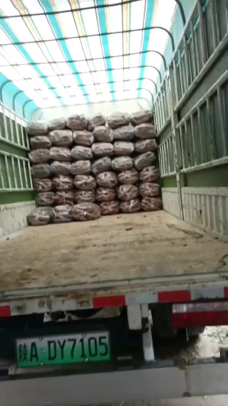 板栗红薯持续有货