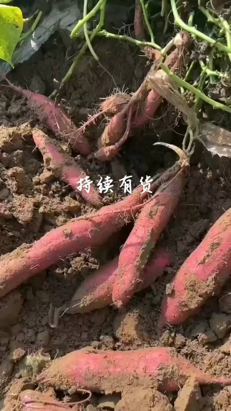 板栗红薯持续有货