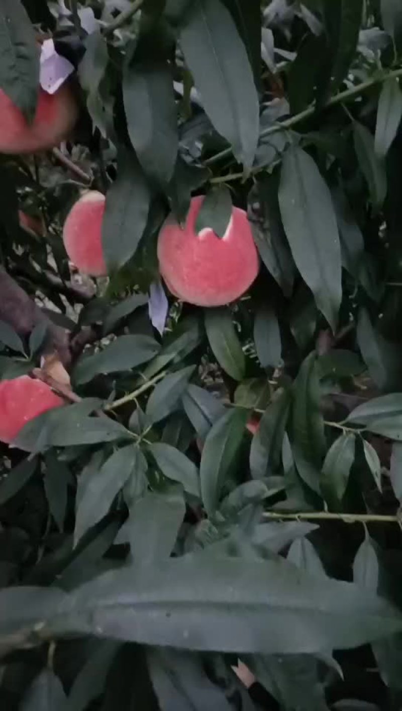 河南省内黄县王保昌果蔬商行各种桃子大量上市