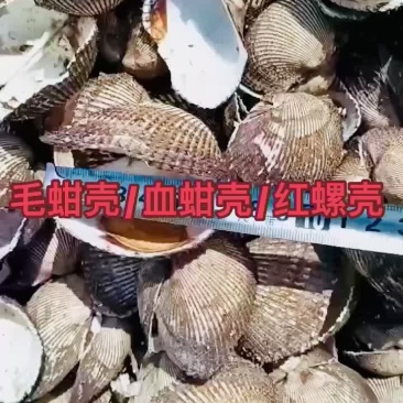 毛蚶壳血蚶壳红螺壳瓦楞子壳