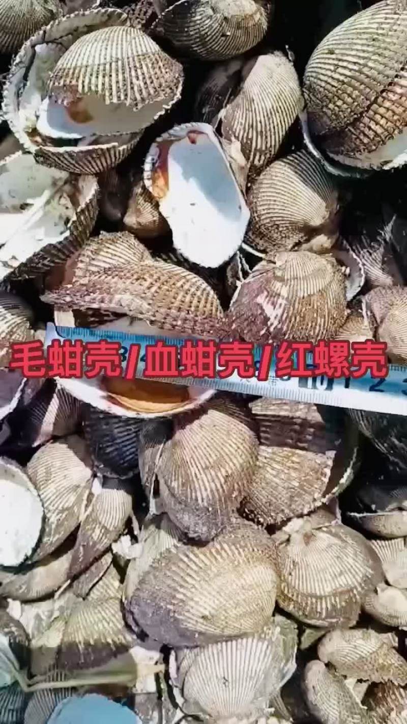 毛蚶壳血蚶壳红螺壳瓦楞子壳