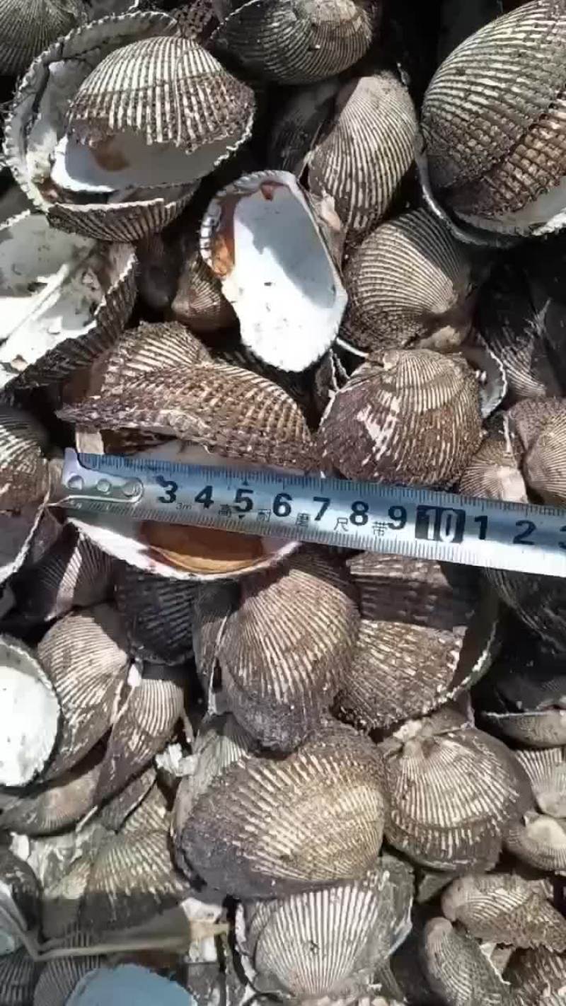 毛蚶壳血蚶壳红螺壳瓦楞子壳