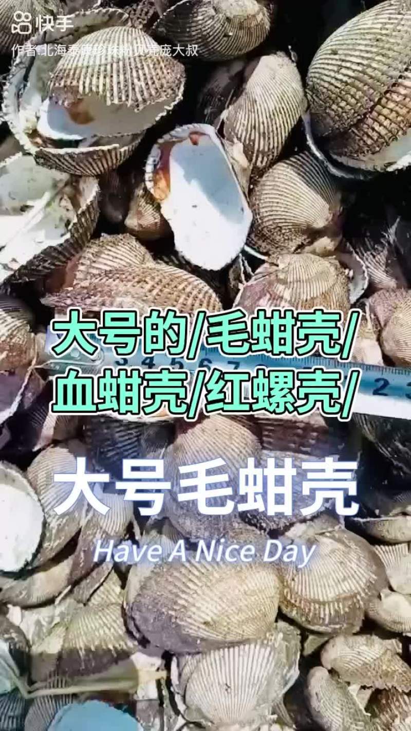 毛蚶壳血蚶壳红螺壳瓦楞子壳