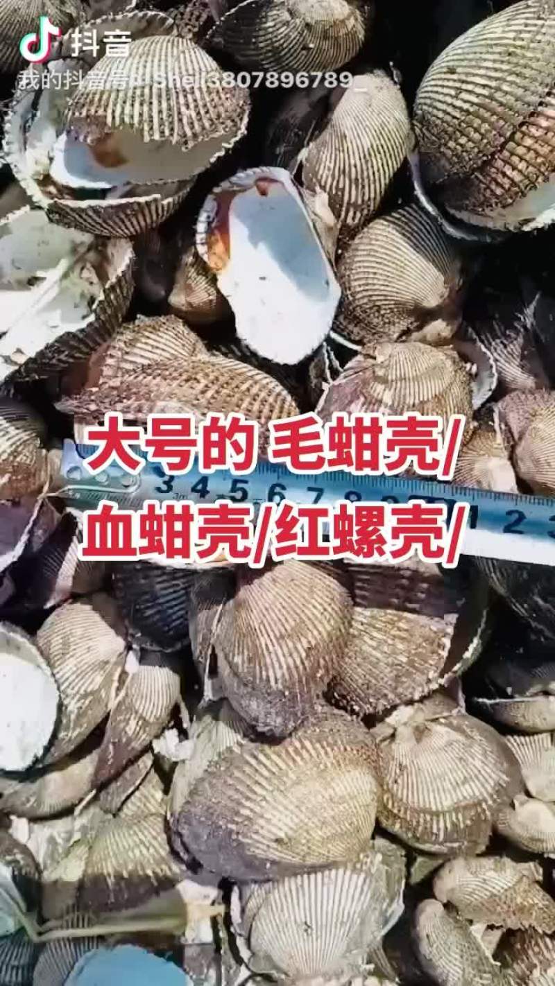 毛蚶壳血蚶壳红螺壳瓦楞子壳