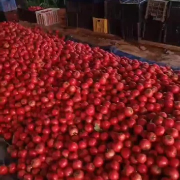 大口感番茄