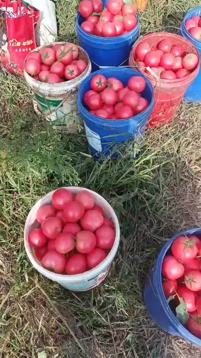 大口感番茄