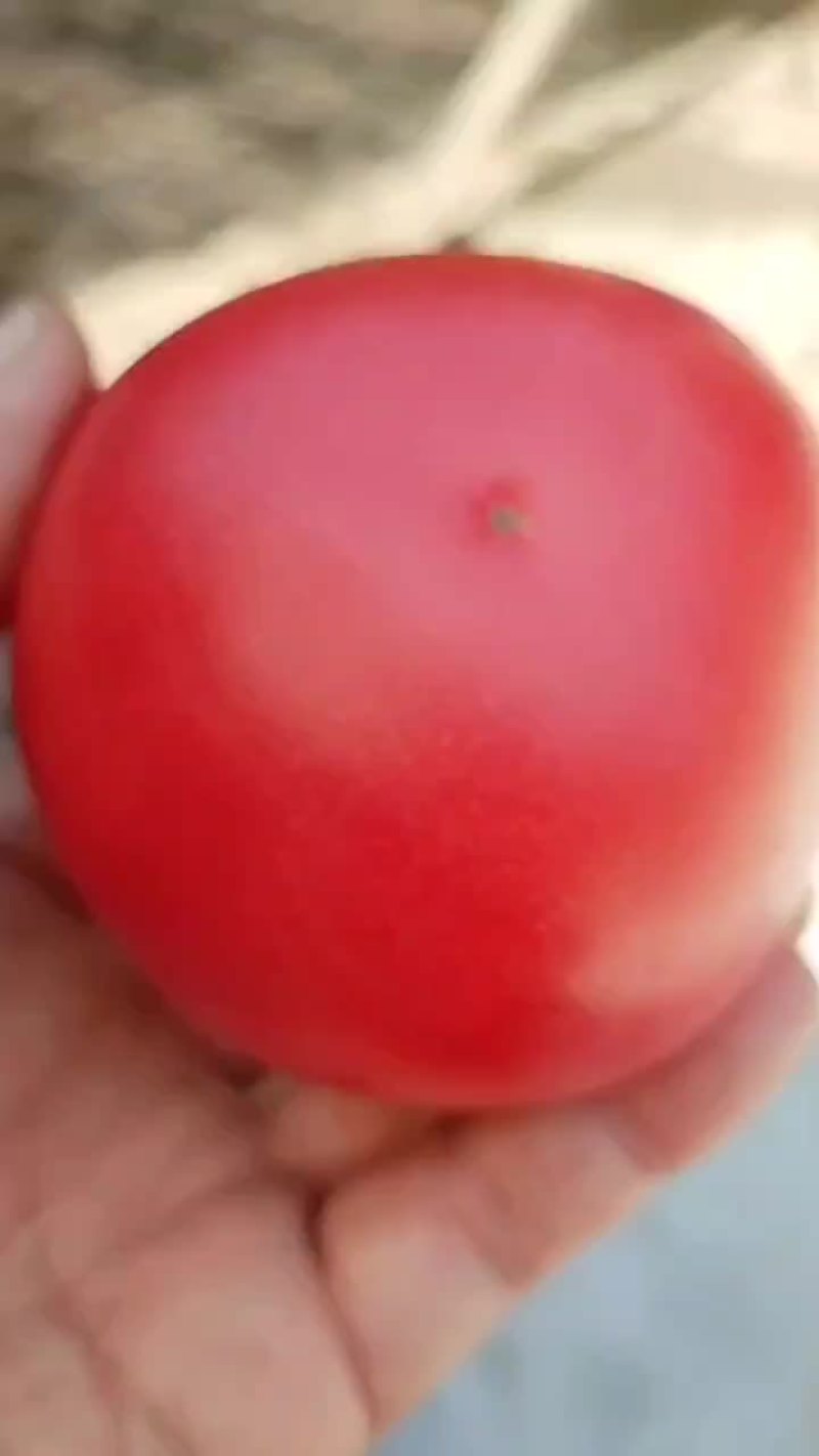 大口感番茄