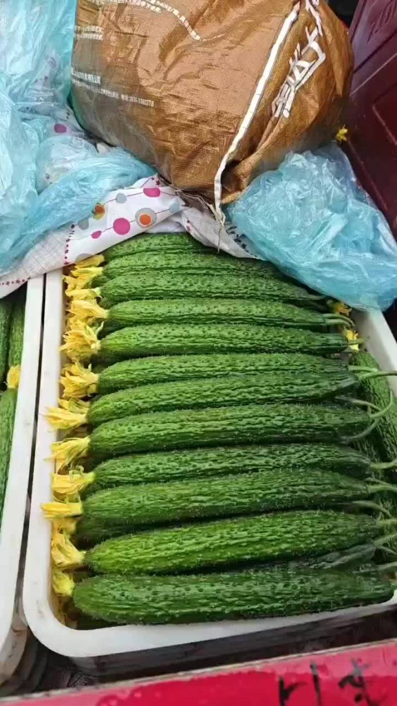 精品绿亮中条密刺黄瓜大量上市中