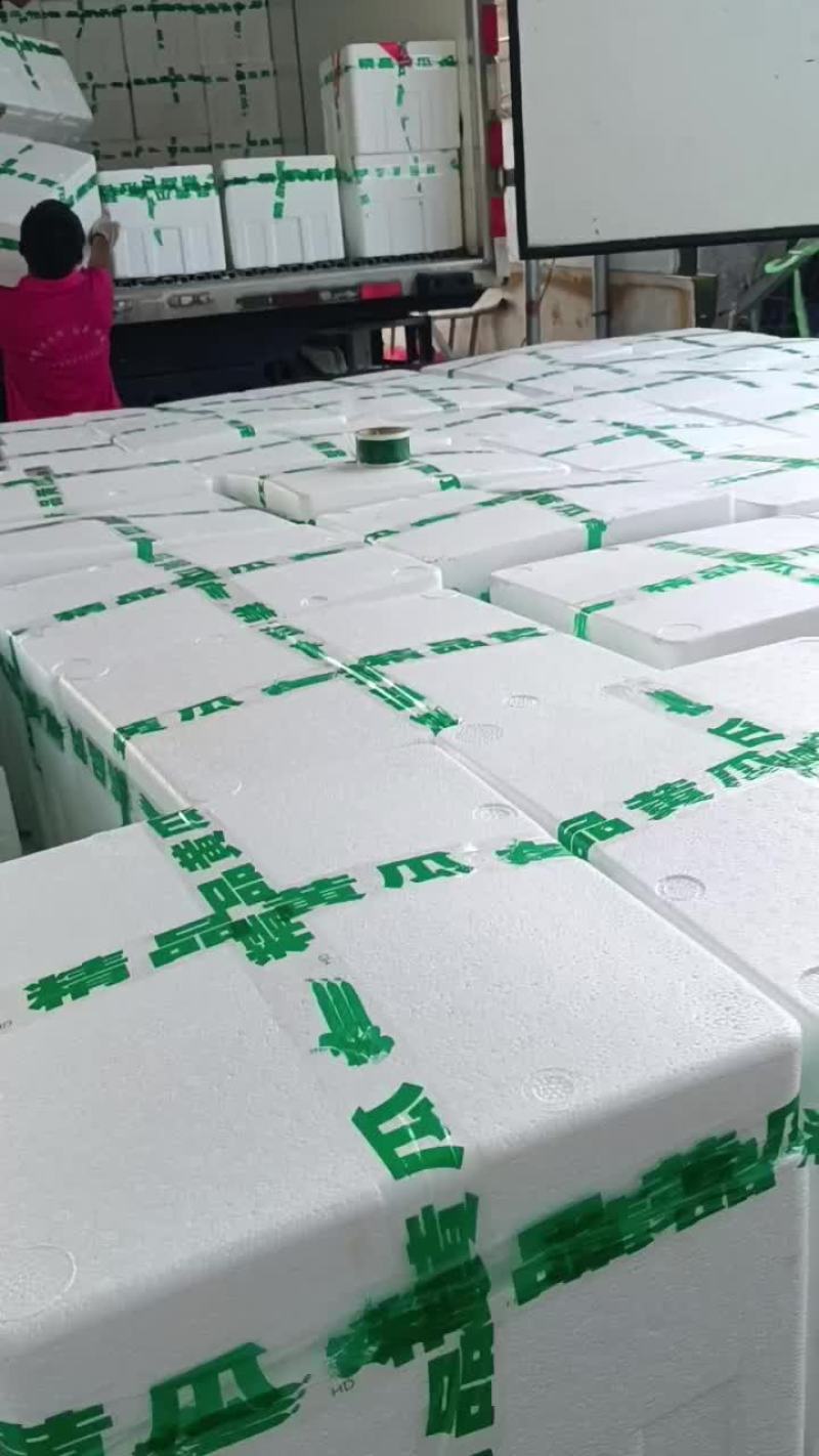 精品绿亮中条密刺黄瓜大量上市中